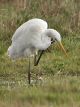 20061114_Grote zilverreiger_Ezumakeech